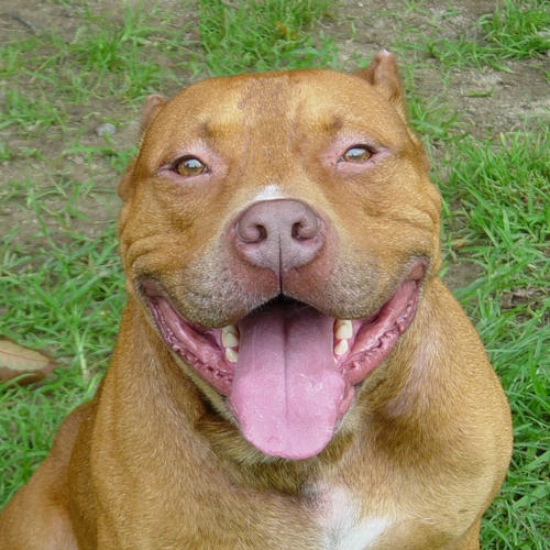 pitbull1.jpg